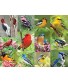 Springbok's 500 Piece Jigsaw Puzzle Birds of a Feather Multi