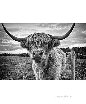 Jigsaw Puzzles Scottish Highland Cattle Adults Child Intellectual Game Learning Education Toys Home Decor 500 1000 1500 2000 Pieces 1224 Color : Partition Size : 500 Pieces