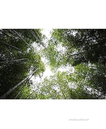 Jigsaw Puzzles The Bamboo Forest Art DIY Leisure Game Fun Toy Gift Suitable Family Friends 500 1000 1500 2000 3000 4000 5000 6000 Pieces 0109 Color : Partition Size : 4000 Pieces