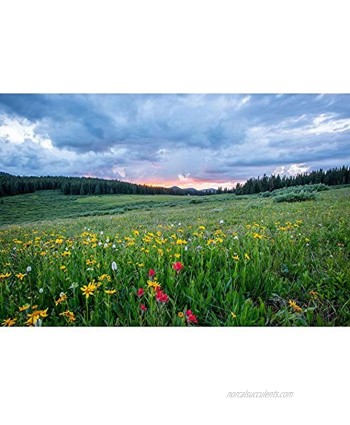 Meadow with Blooming Flowers Jigsaw Puzzles Children Or Adults Educational Decompression Toys 500 1000 1500 2000 3000 4000 5000 6000 Pieces 0109 Color : No partition Size : 2000 Pieces