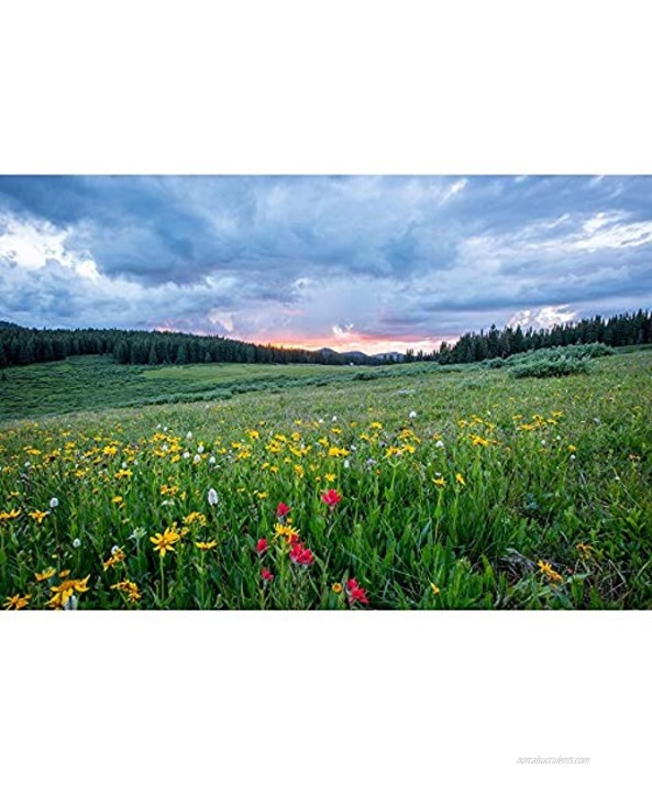 Meadow with Blooming Flowers Jigsaw Puzzles Children Or Adults Educational Decompression Toys 500 1000 1500 2000 3000 4000 5000 6000 Pieces 0109 Color : No partition Size : 2000 Pieces
