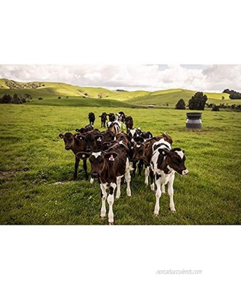 Wooden Jigsaw Puzzles Kids Adults Decompression Toys Learning Educational Game New Zealand Cows 500 1000 1500 2000 3000 4000 Pieces 0109 Color : Partition Size : 2000 Pieces